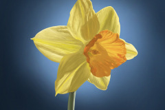Daffodil