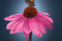 Echinacea