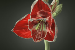 Red Amaryllis