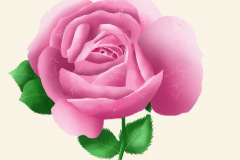 Valentine Pink Rose