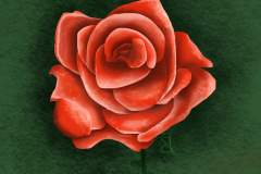 Valentine Red Rose