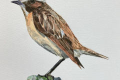 Whinchat