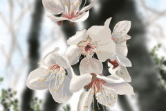Blossom