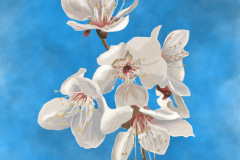 Blossom (Blue)