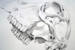 sheepskull-2
